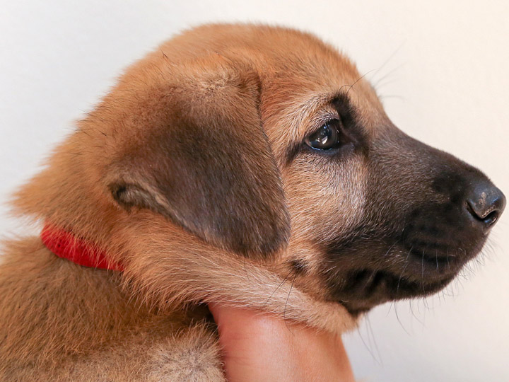 chinook puppy